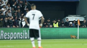 Кот прервал матч Бешикташ - Бавария